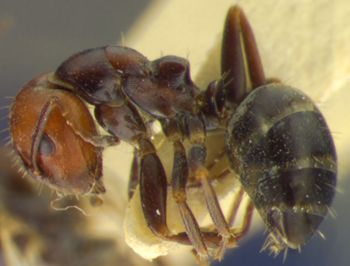 Media type: image;   Entomology 21538 Aspect: habitus lateral view